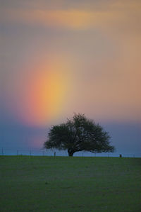 Trees on field against sky during sunset