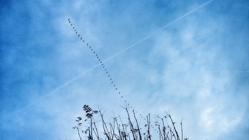 Low angle view of birds flying against blue sky