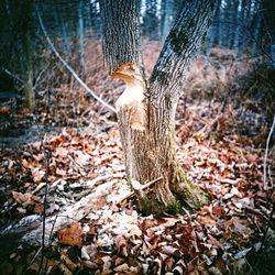 Close-up of tree trunk in forest