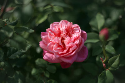 Close-up of pink rose