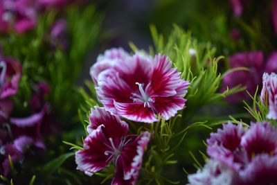 Close-up of pink flowers