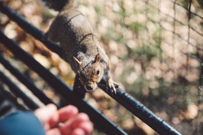 High angle view of squirrel on fence