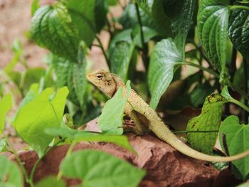 Close-up of a lizard on leaf