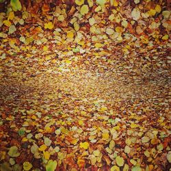 Close-up of maple leaves during autumn