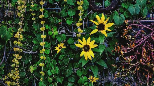 Close-up of yellow flowers