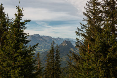 Pine trees on mountain against sky