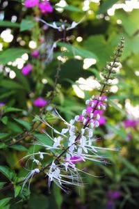 Close-up of purple flowers on tree