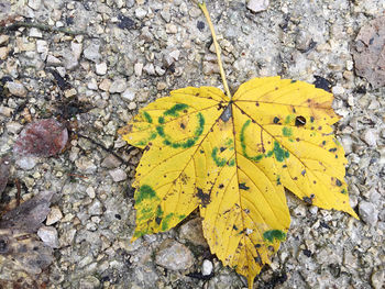 High angle view of yellow maple leaf on rock