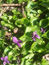 Close-up of purple flowers