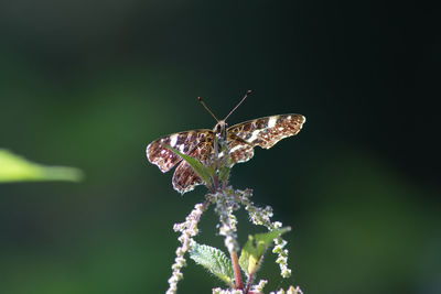 Close-up of butterfly pollinating on flower