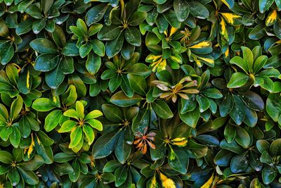 Full frame shot of multi colored plant in garden