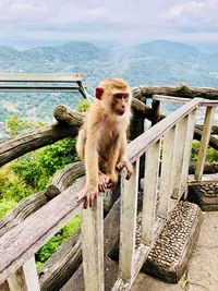 Monkey sitting on railing against sky