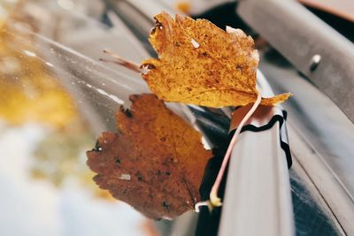 Close-up of dry leaves on barbecue grill