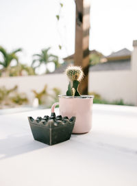 Close-up of potted plant on table