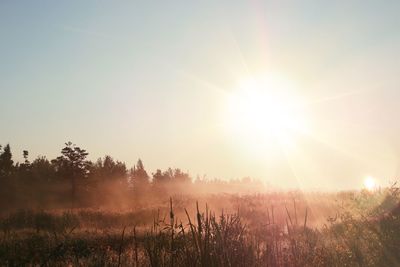 Sunlight streaming through trees on field against sky