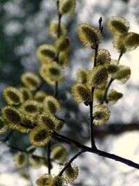 Close-up of flower buds