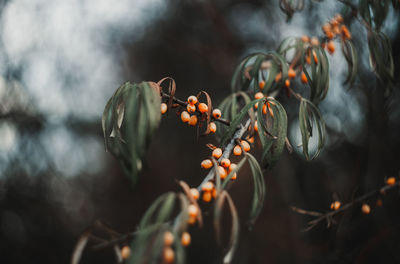 Close-up of berries growing on tree