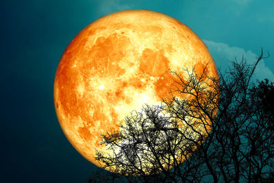 Low angle view of orange tree against sky