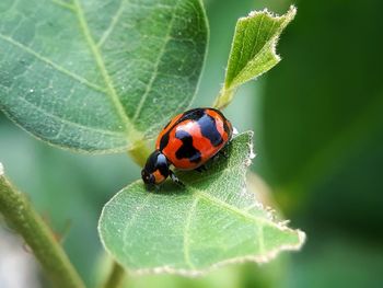 Close-up of ladybug on leaf