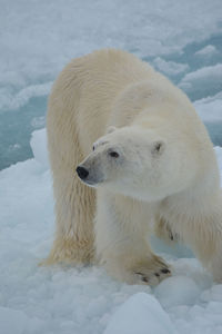 Polar bear on frozen lake