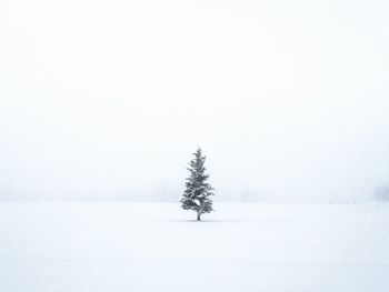 Tree on snow covered field against sky