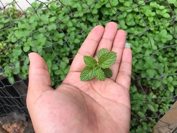 High angle view of person holding mint leaves