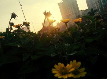 Close-up of flowers against sunset