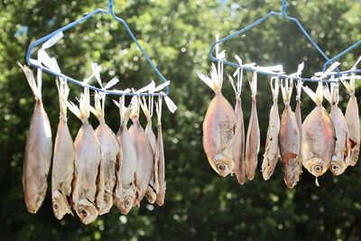 Close-up of fishes drying on clothesline