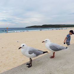 High angle view of seagulls perching on retaining wall at beach against cloudy sky