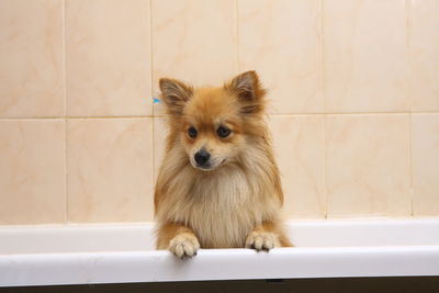 Portrait of a dog on the floor