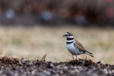 Close-up of bird perching