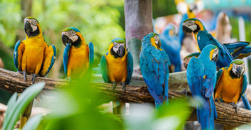 Close-up of parrot perching on tree