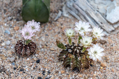 High angle view of flowering plants on field