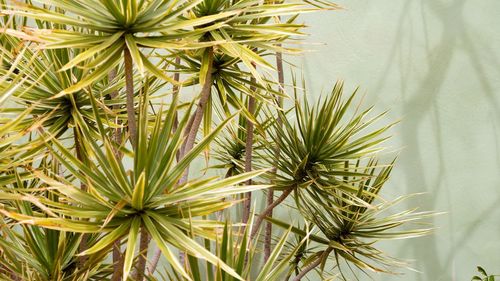 Close-up of succulent plant