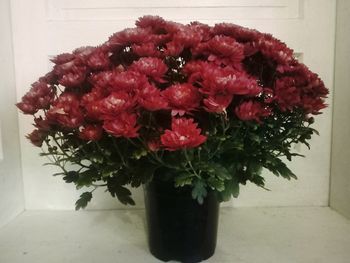 Close-up of red roses in vase