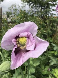 Close-up of pink rose flower