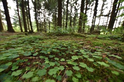 Surface level of trees in forest