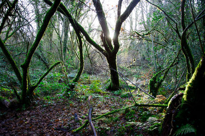 Trees in forest