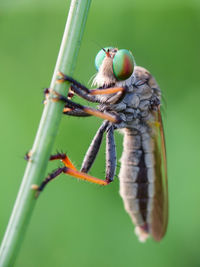 Close-up of insect on plant