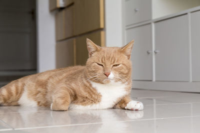 Portrait of cat relaxing on floor