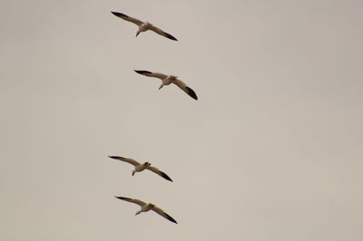 Birds flying against clear sky