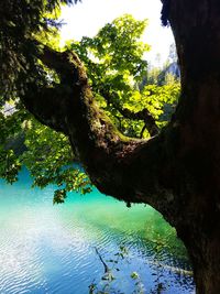 Tree by lake in forest against sky