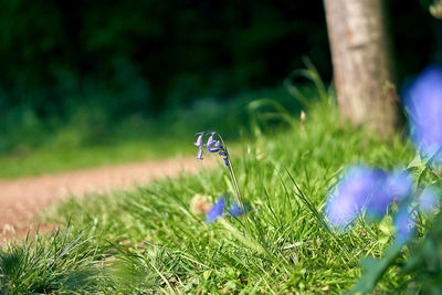 View of purple flowering plants on land