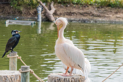 Birds in lake