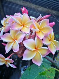 Close-up of frangipani blooming outdoors