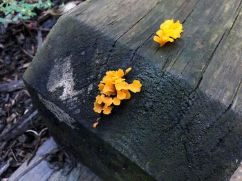 High angle view of yellow flowering plant