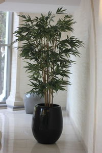 Close-up of potted plant on table at home