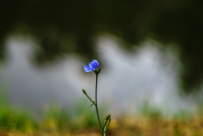 Close-up of purple flowering plant on field