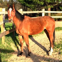 Horse on grass