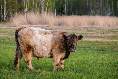 Wild feral cows